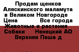 Продам щенков Аляскинского маламута в Великом Новгороде › Цена ­ 5 000 - Все города Животные и растения » Собаки   . Ненецкий АО,Верхняя Пеша д.